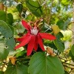 Passiflora coccinea 花