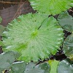 Nymphaea lotus Leaf