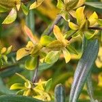 Hypericum kalmianum Fruto