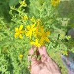 Hypericum perfoliatum Flower