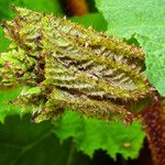 Gunnera tinctoria Blatt