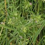 Geranium dissectum Hàbitat