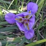 Iris unguicularis Цветок