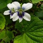 Viola rostrata Flower