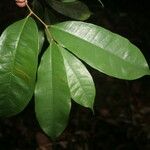 Naucleopsis guianensis 葉