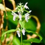 Stachys tenuifolia Květ