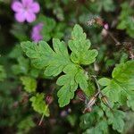 Geranium robertianum পাতা