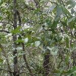 Diospyros samoensis