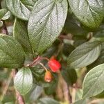 Cotoneaster franchetii List