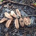 Sorbus domestica ശീലം