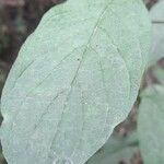 Heliotropium lilloi Leaf