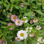 Erigeron karvinskianus Floro