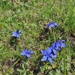 Gentiana sierrae Flower
