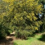 Acacia saligna花