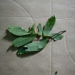 Swartzia panacoco Leaf