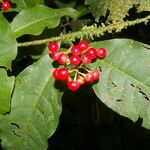 Ardisia guianensis Fruto