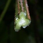 Paullinia pterocarpa Fruit