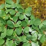 Salix retusa Leaf