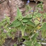 Salvia cuspidata Leaf