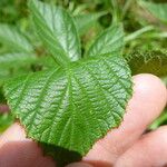 Rubus praticolor Outro