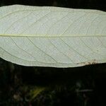 Anthurium microspadix List