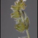 Plagiobothrys canescens Kukka