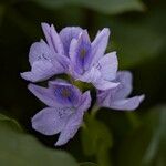 Eichhornia crassipes Virág