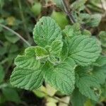 Clinopodium grandiflorum Leaf