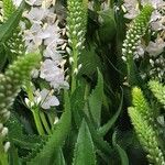 Veronica longifolia Folio