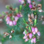 Erica cinerea Blatt