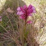 Anacamptis papilionacea 花