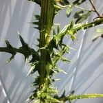 Cirsium nuttallii Blatt