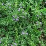 Verbena bracteata Blüte