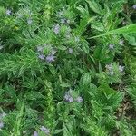 Verbena bracteata Kwiat