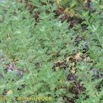 Artemisia chamaemelifolia Habit