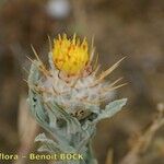 Centaurea eriophora Flower