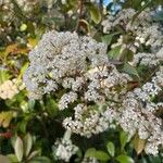 Photinia × fraseri Flower