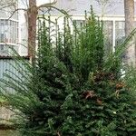 Taxus baccata برگ