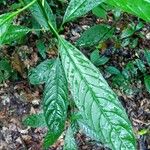 Sapium paucinervium Folha