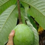 Monodora myristica Fruit