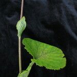 Ligularia fischeri Habit