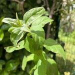 Deutzia scabra Leaf