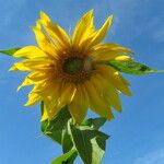 Helianthus annuus Blomst