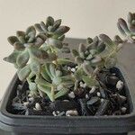 Sedum mendozae 叶