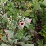 Pardoglossum cheirifolium Flower