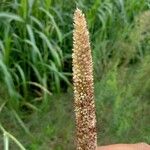 Phleum pratense 果實