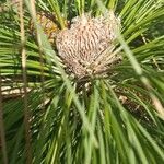 Pinus canariensisFlower