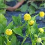 Acmella oleracea Flower