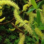 Salix laevigata Flor