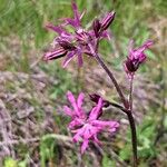 Silene flos-cuculi Flors